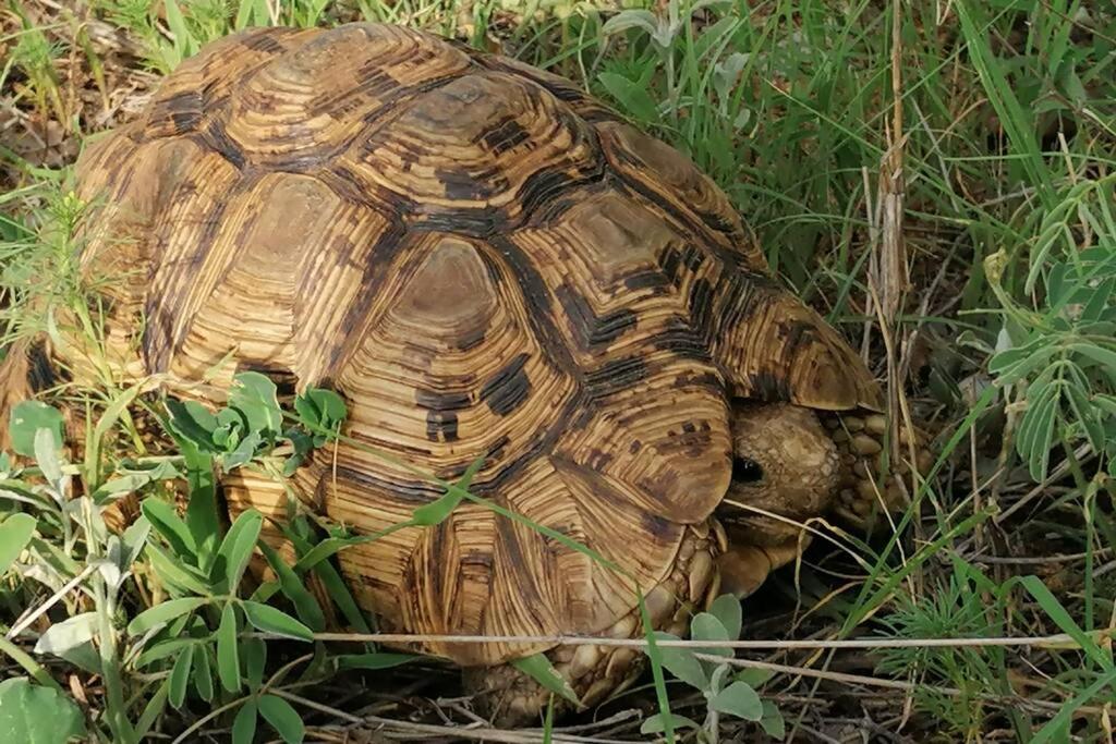 Amukela Kaya Βίλα Hoedspruit Εξωτερικό φωτογραφία